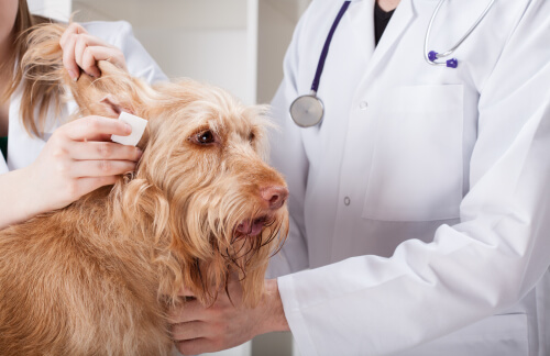il veterinario pulisce le orecchie a un cane anziano