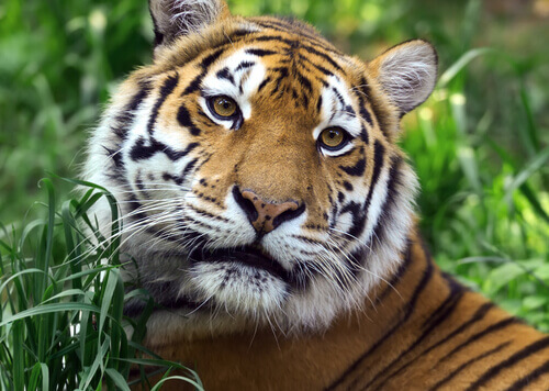 Testa della tigre del Bengala