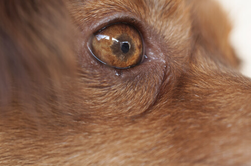 la pupilla di un cane colpito da thelaziosi oculare