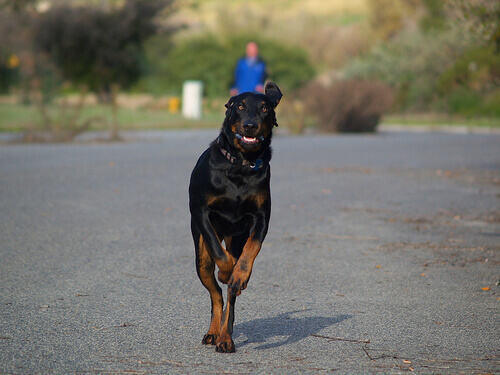 Black and Tan Coonhound corre per strada