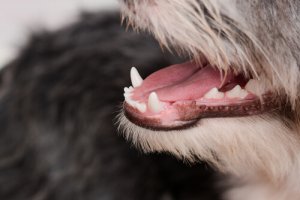 Il significato del colore delle gengive dei cani