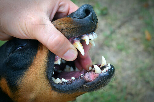 persona apre bocca di Rottweiler