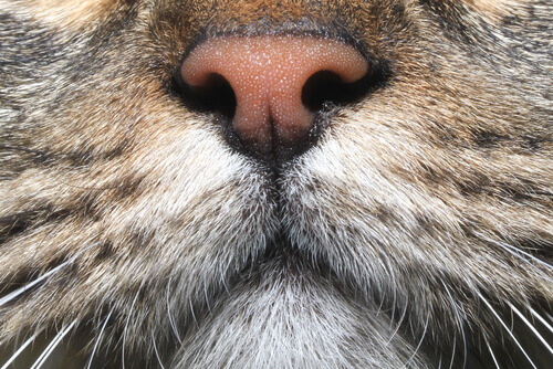 naso di un gatto