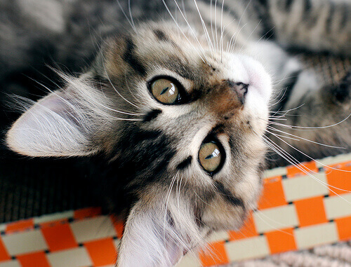 cucciolo di Bobtail americano