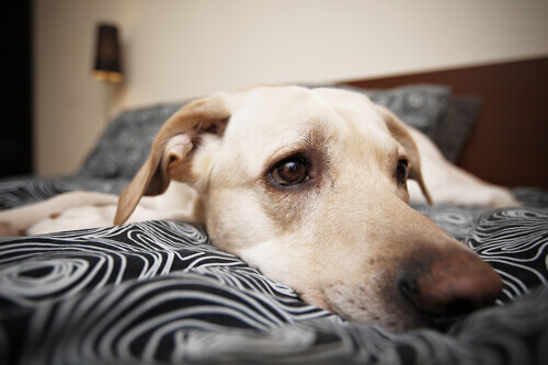 cane color crema sdraiato sul letto
