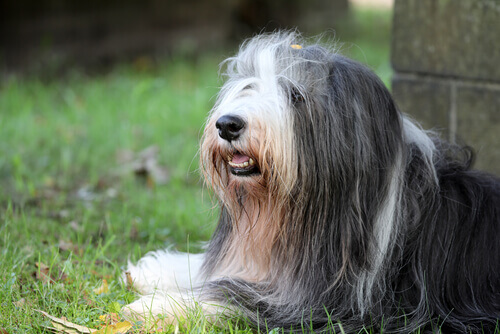 Bearded collie, un cane intelligente e vivace