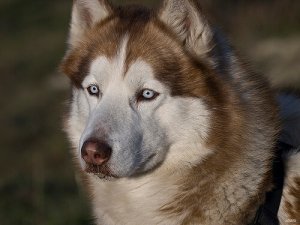 Occhio secco nei cani: cause, sintomi e trattamento