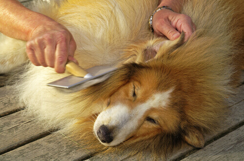 La forfora nei cani: come prevenirla e curarla