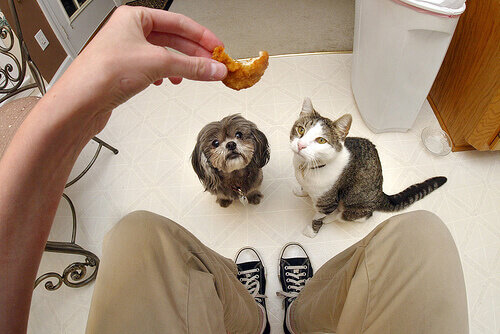 Cani e gatti possono mangiare le stesse cose?