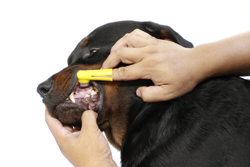 Come prendersi cura dei denti del cane