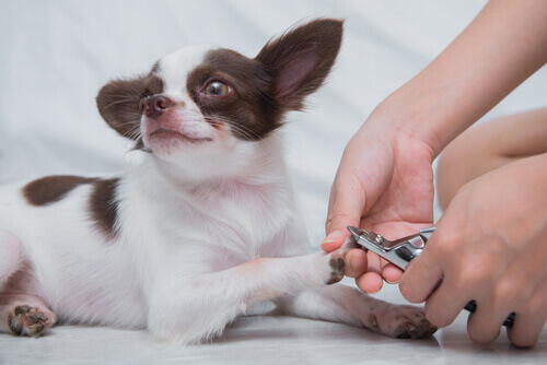 Tagliare le unghie al cane in modo comodo e sicuro