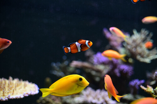 pesci di vario tipo e colorati nuotano in un acquario di casa