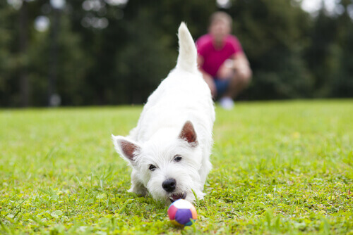 Cane gioca con una pallina