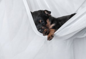 Cani e sonno: perché dormono così tanto?