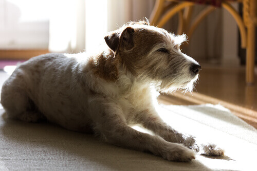 cane assonnato dentro casa
