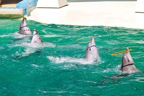 quattro delfini giocano con dei cerchi in piscina