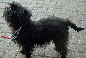 Scopriamo insieme le caratteristiche dell'Affenpinscher