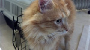 I requisiti legali per importare gli animali