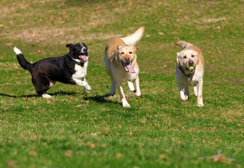 tre cani giocano assieme all'aria aperta