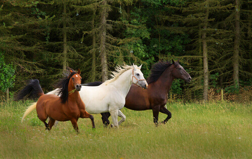 tre cavalli corrono nel bosco