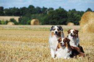 L'Australian shepherd, intelligente e affidabile