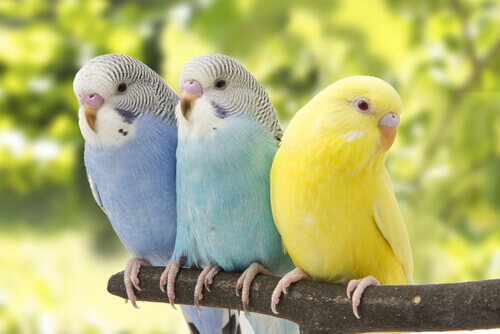 tre pappagalli colorati