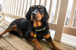 Black and Tan Coonhound, un cane da caccia infallibile