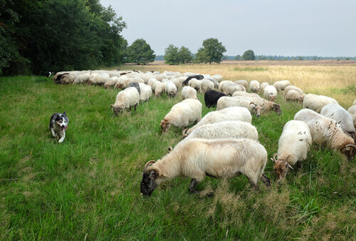 un Carea Leonés accompagna delle pecore al pascolo