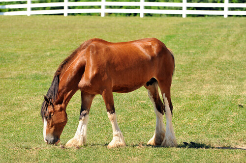 un Clydesdale che pascola nel prato