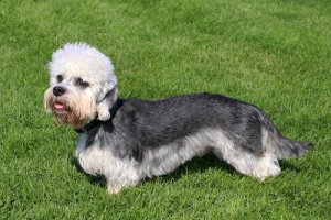 Dandie Dinmont Terrier, un cane leale e coraggioso