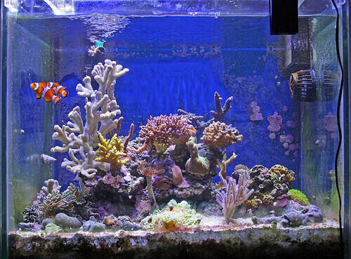 un acquario completo con coralli e pesci tropicali