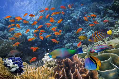 un banco di pesci tropicali in libertà vicino alla barriera corallina