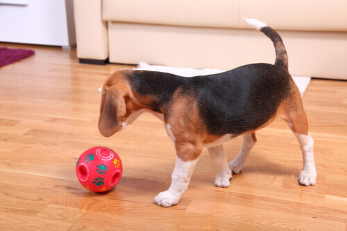 Beagle gioca con la palla sul parquet
