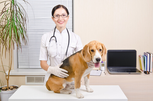 un beagle in visita da una veterinaria