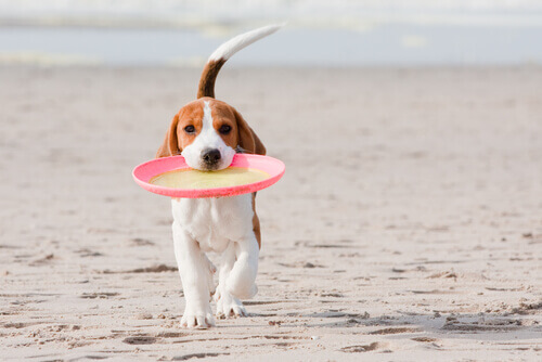 un beagle riporta il frisbee al padrone sulla spiaggia