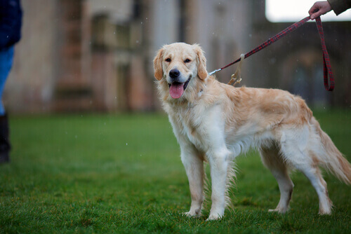 golden retriever al guinzaglio con il suo padrone