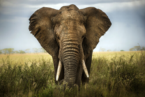 un bell'esemplare di elefante africano di fronte