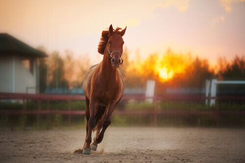 cavallo baio corre al tramonto