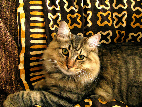 Bobtail americano su un divano