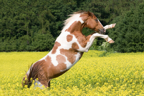 cavallo Paint impennato in campo di fiori gialli