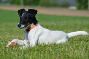 Dare corticosteroidi al cane: quando usarli e perché