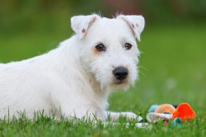L'insufficienza mitralica nei cani: cause, sintomi e cure