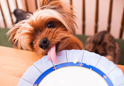 un cagnolino con la lingua sul piatto del dessert