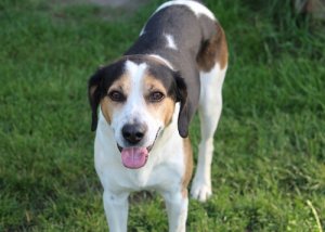 Criptorchidismo nei cani: diagnosi, rischi e trattamento