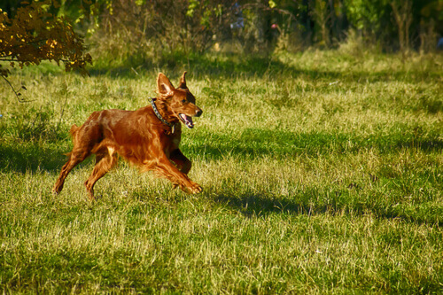 setter irlandese corre in un prato verde