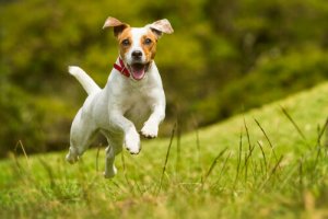 Capire se un cane è felice: come riuscirci?
