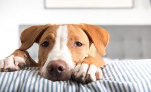 La tenia nel cane: sintomi e trattamento