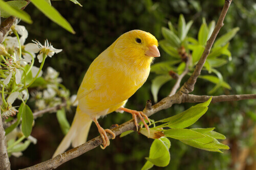 un canarino adulto di colore giallo