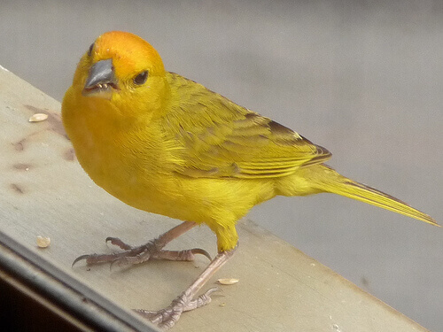 un canarino giallo adulto