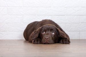 6 motivi per non punire il cane